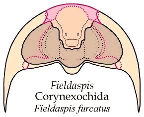 Fieldaspis vent