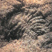 Is this a trilobite-like animal?