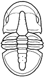 Agnostida