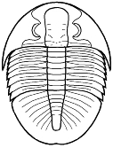 Asaphida