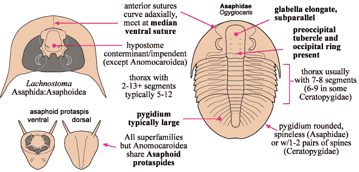Click here to return to Asaphida Fact Sheet