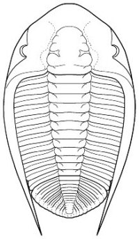 bathycheilus