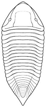 trimerus