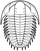Corynexochida