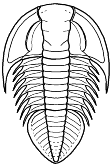 Hypostome conterminant or impendent