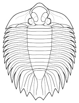 Arctinurus