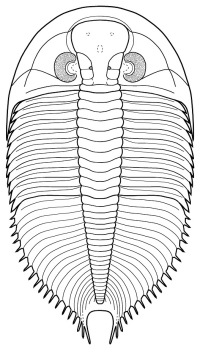 Coronura