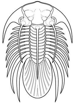 Kolihapeltis