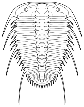 Paradamesella typica