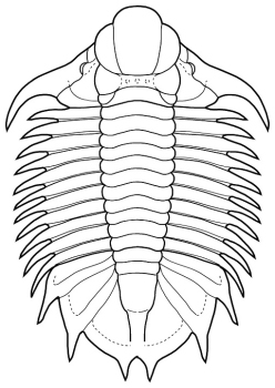 Trochurus