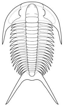 Yunnanaspidella