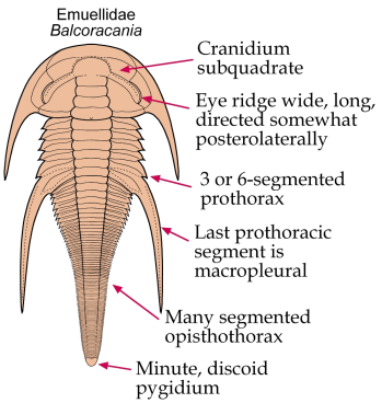 Click here to return to Emuelloidea Fact Sheet
