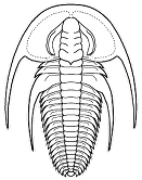 fallotaspis