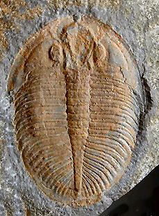 Ogyginus corndensis