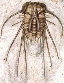 Odontopleurida Gallery