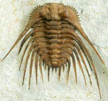 representative Odontopleurida