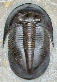 Dechenella sp from Morocco