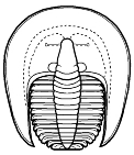Harpetida