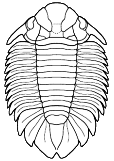 Lichida