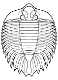 click here for a pictorial guide to Lichoidea