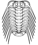 Odontopleuroidea