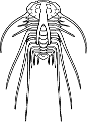 dicranurus