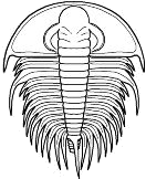Olenellina