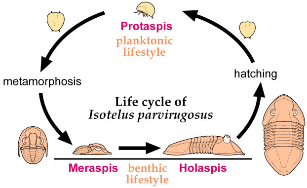 life cycle of Isotelus