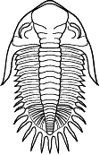 Phacopida
