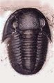 Proetus (Proetidae)