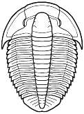 Ptychopariida