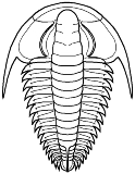 Redlichiina