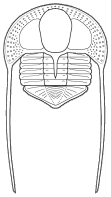 Trinucleioidea Guide